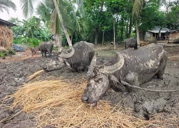 তিন মাস ধরে কাদায় বাঁধা ছিল চারটি মহিষ, উদ্ধার করলেন ইউএনও